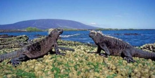 世界上最“悲催”的岛屿，引进3只羊当乐趣，最后岛差点被羊吃光