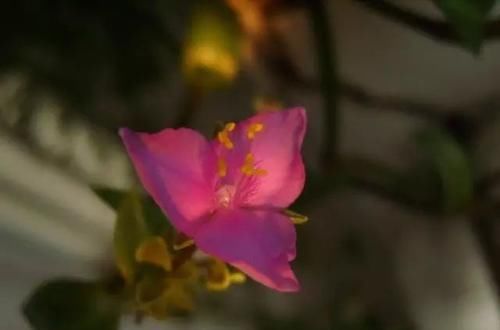  「枝条」多肉植物居然还能水培？？当然这些前提还是有的