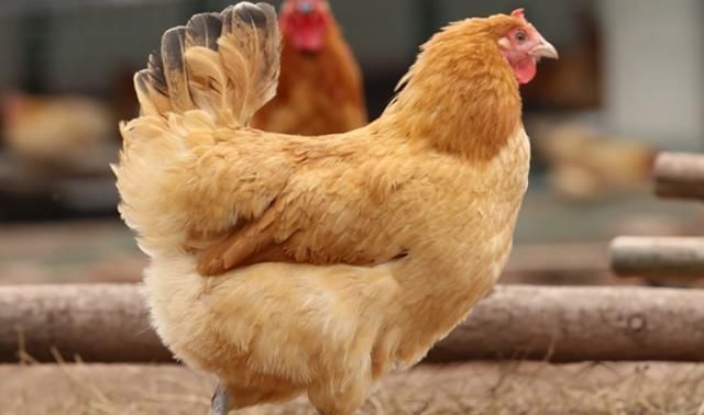  城里人|以前农村土鸡蛋在城里很热销，现在为什么却很少有人购买