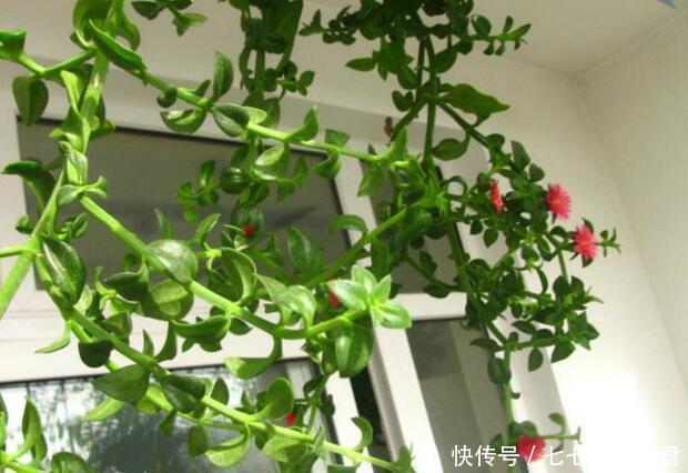 「天向它的叶」这“5种”花,秋天多多喂点“水”,生长呈现“爆发”式,忒旺了