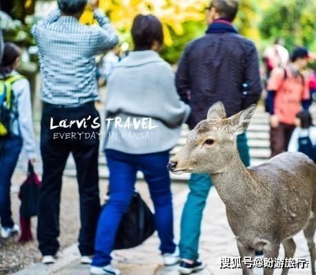  「祈福的灯笼」DAY2日本深度自由行之大阪都门奈良城崎旅行日记