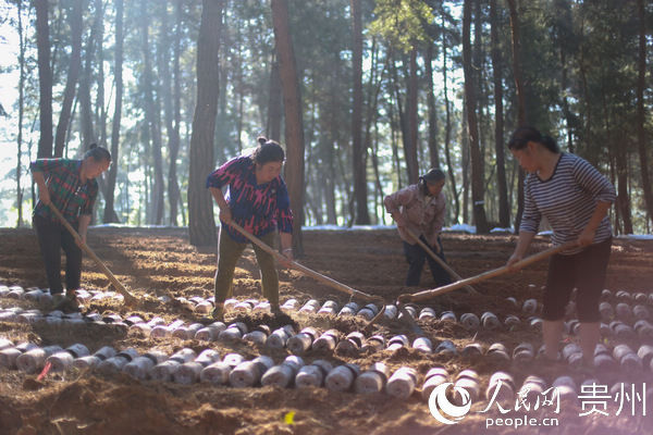  「贵州」贵州黔西：林下种植竹荪弄出新产业