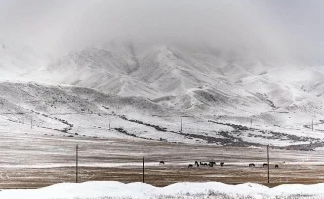 大美新疆，上眼胡杨