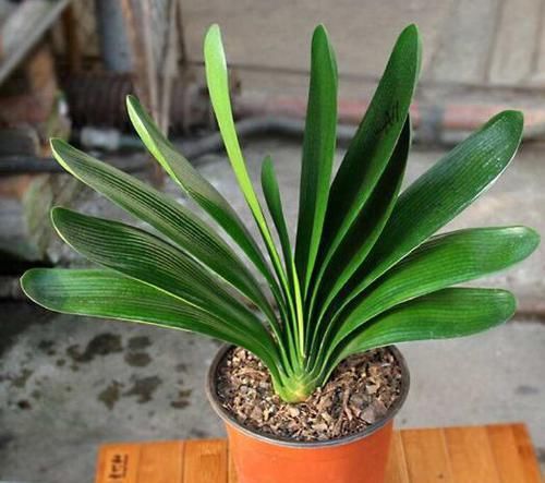  『豆豆』虎皮兰、吊兰、君子兰等，喜欢吃“豆豆”，养根、养叶，还养花！