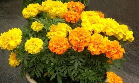  「寓意」家中放盆“万寿菊”，寓意着长寿，还特别好打理，没养过的快行动