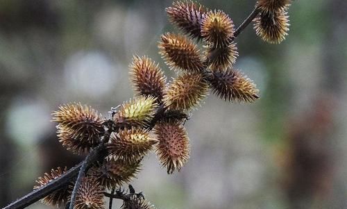  『苍耳』农田的一大害草，农民见到就铲除，殊不知是祛湿疹的“高手”