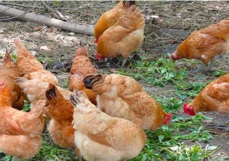  玉米：纯玉米粒喂鸡到底好不好，很多养鸡户不知道，来，听听行