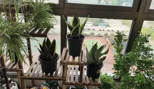  「兰属的植物」8种花其实都是多肉，旱着养才能长爆盆！