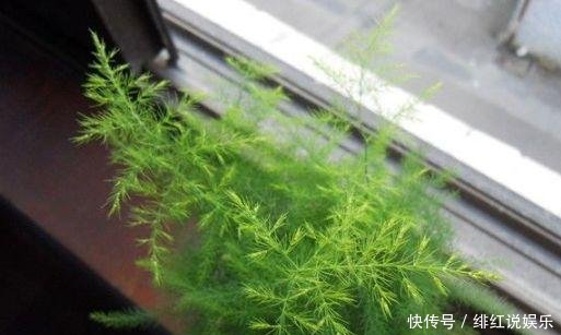  【植物】给绿萝、文竹、吊兰用啤酒浇水，坚持1个月后，叶片油绿还爆盆！