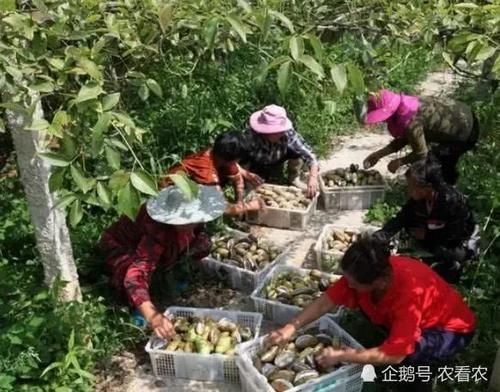  种植@亩产4千斤，一斤60元，如今大力发展成致富果