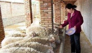 农村哪些特色养殖项目最赚钱，这4个养殖最赚钱!