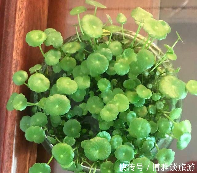 『条件』养铜钱草,有这2个“条件”,满盆都是“铜钱叶”,家里财源滚滚