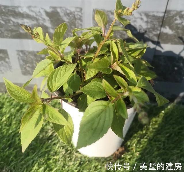 「水果鼠尾草」6种香香花,厨房客厅都能养,闻着香吃着也香,摘一把长10盆!