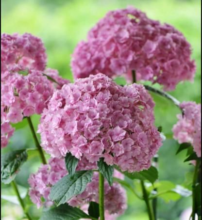  [方法就]一样的绣球开出不同的花色，只要这样做，你也可以掌控它的颜色
