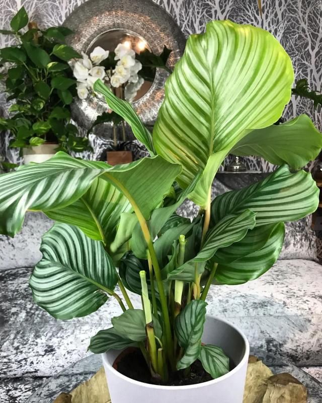适合@优雅的青苹果竹芋,适合在浴室里养,叶子特别大,耐阴性实在不错