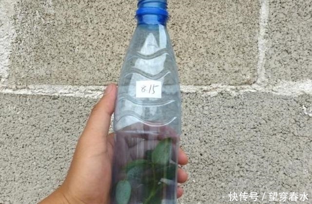  「绿萝」别再嫌弃家里塑料瓶多了，给月季扦插、绿萝做支架，好看又实用
