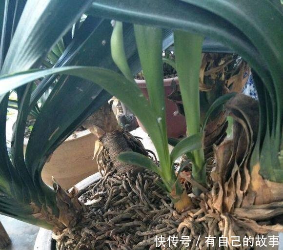 『定要注意』要养出漂亮君子兰，记住4点，叶片大，光泽油亮，花色鲜艳