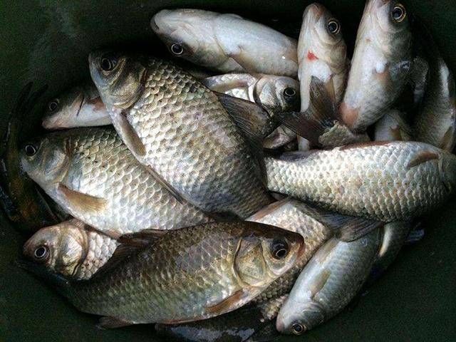  『不狠』窝料不狠渔获不稳！经济实惠的自制饵料搭配方法，你做的出来吗？
