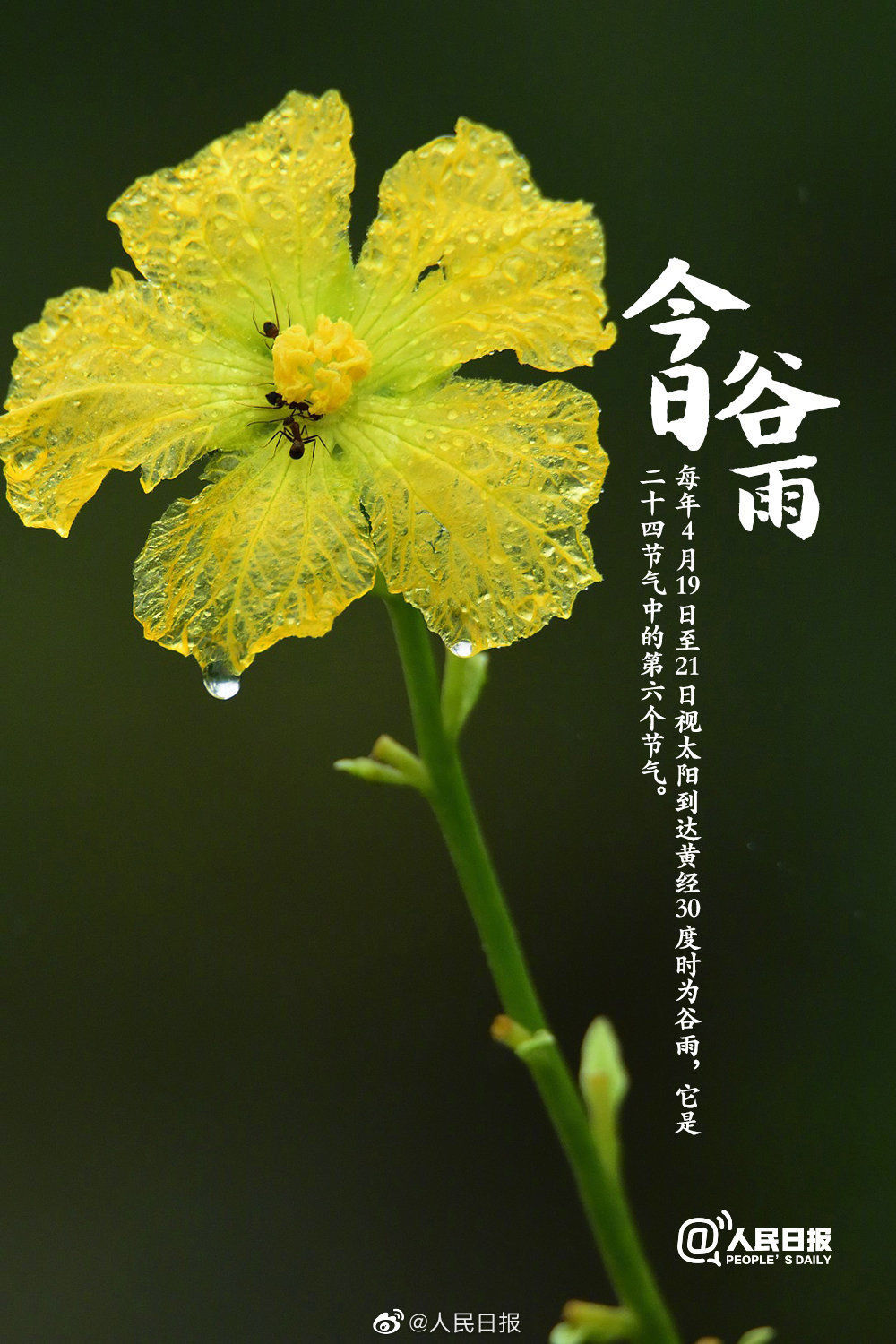  迎接@今日谷雨，你准备好迎接夏天了吗？