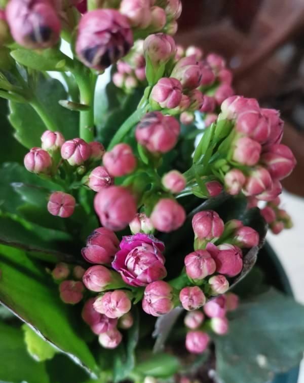  [温度]这花远看像长寿，近看像玉树，还能开出5色花，真神奇