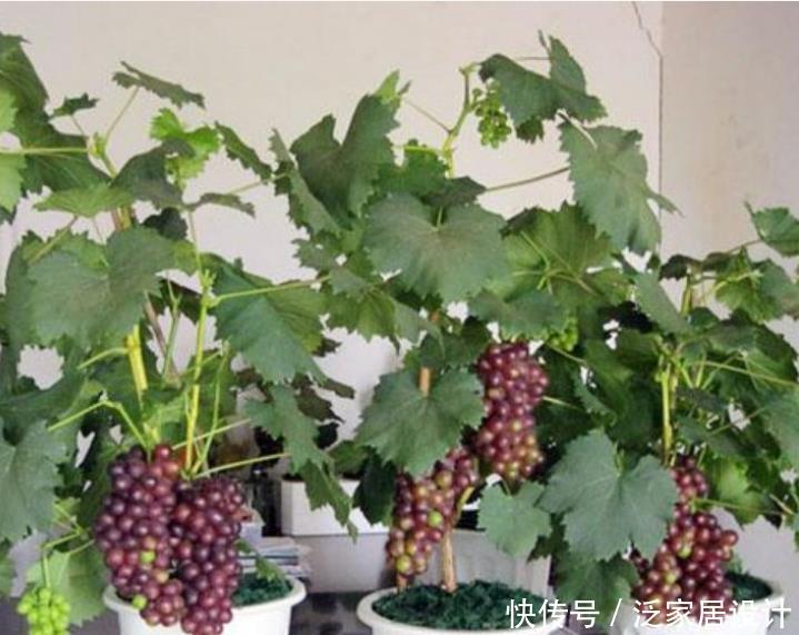『葡萄』3种水果种家里,漂亮结果多,随吃随摘,全家人都够吃!