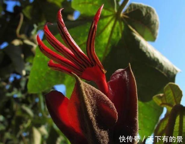 『红色』这三种花的虽然名字吓人,但花一开,各个都是小可爱,你见过哪种