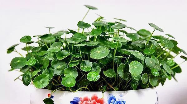 长爆：人家的铜钱草，几天就能长爆盆，原来是用这个方法养的！