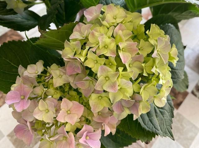 「技巧」绣球花养死好几盆了，买回来的绣球花怎么缓苗？4个缓苗服盆技巧