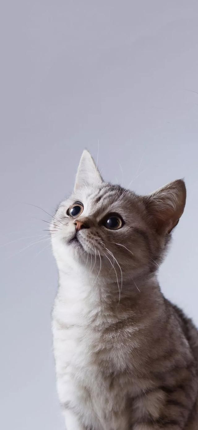  『星球』80张超可爱的猫咪壁纸丨我来自喵星球，来地球只是为了遇见你