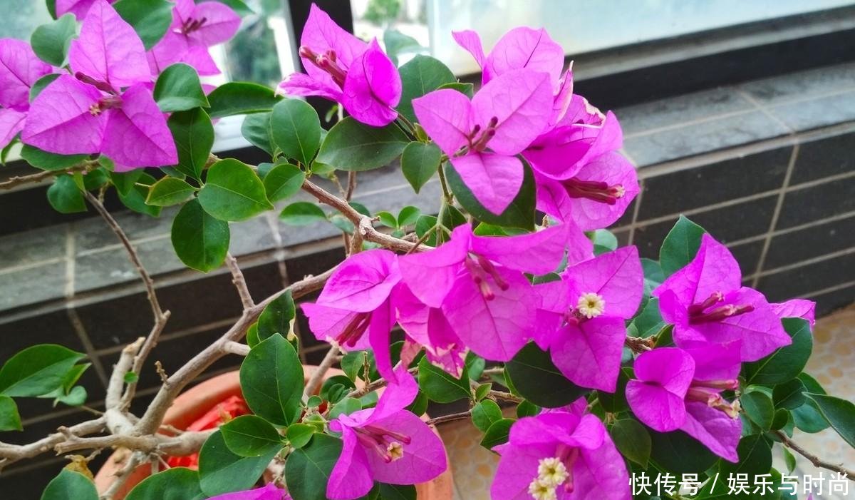 工作■我每年春天,在三角梅苏醒之时,都会重复同样的工作