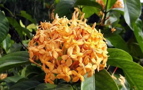 #较多#四季花开不停的龙船花,比绣球花好养,被人称作水绣球花