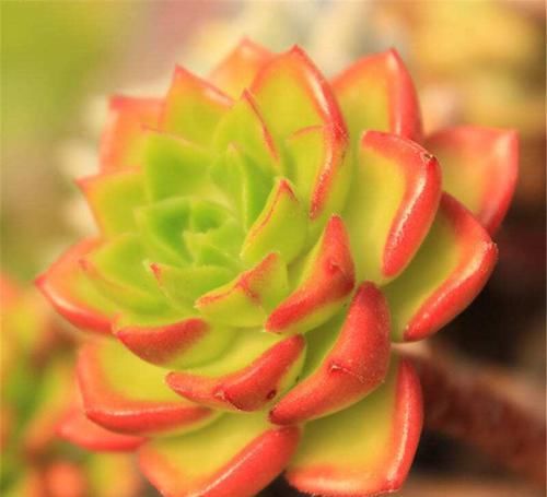  「生长」多肉植物黑腐是否是浇水造成的，多肉植物如何浇水？