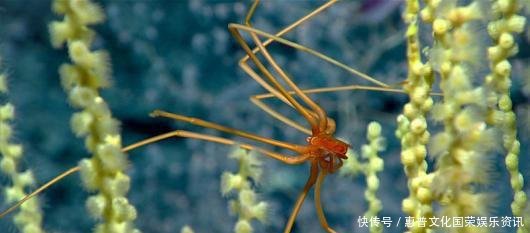  #蜘蛛#你觉得可能不存在，但世界上还真有的那些生物