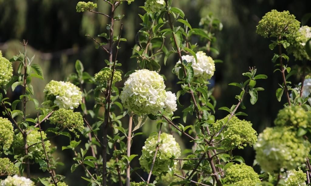  『绣球花』百花争春，绣球花也不堪寂寞