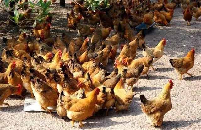  【鸡饲料】怎么降低养鸡成本？降低饲料的浪费率很重要