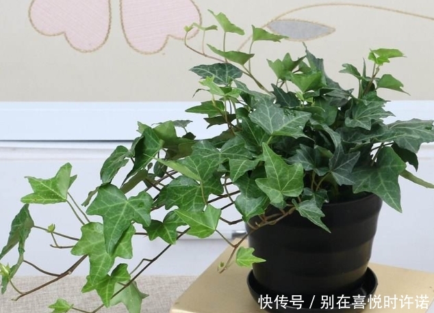  『净化空气』甲醛“杀手”大合集，这6种植物点缀家居，有益健康观赏性十足