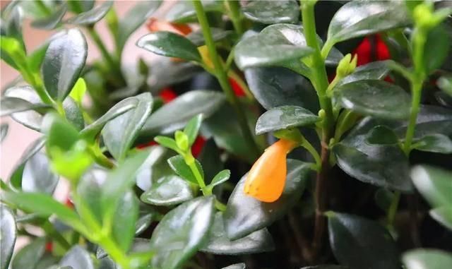  #阳光充足的环境#100种常见开花植物的养护要点与花期，快来看看有没有你喜欢的