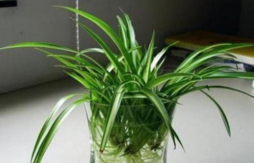  『过程中』水培花草植物该注意哪些细节？明确3个条件，养一盆旺一盆