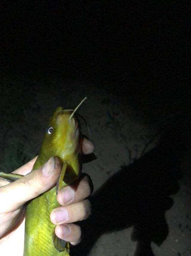  #悉数#5月鲁班扫黄行动！黄辣丁牛尾巴悉数登场