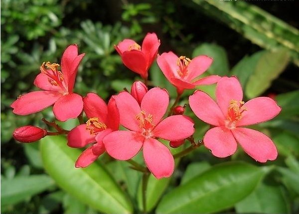  『寓意』这几款花卉花期长，寓意好花朵美，花开一簇一簇，花色美丽不费心