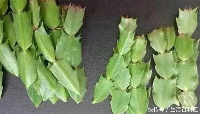 『扦插』空气生根扦插法,有效的懒人养花方法!揪片叶子丢袋子,太好活了