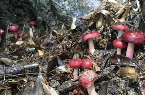  暗红色■湿润的大山里，有1种野生“红菇”，“七百元”1斤也不好买，珍贵
