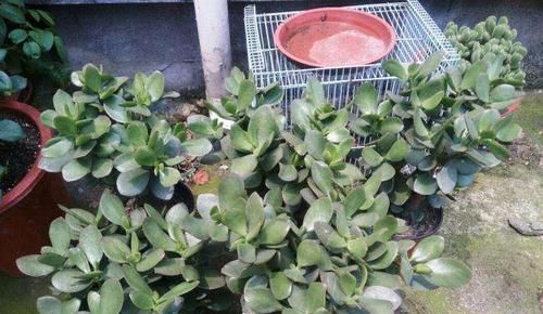  【小苗】养玉树，用这一方法，小苗长成一棵小树，叶多枝壮，还能变多棵