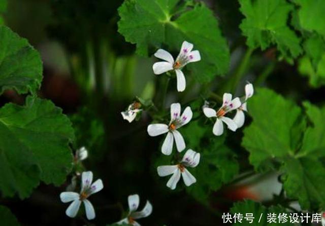  春天■适合春天种植的5种植物，既能赏花又能食用，有的还香气袭人