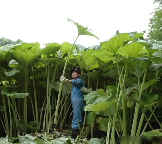  『开花』河边一种野菜，开花像绣球，能窜2米高，掐个叶子炒一盘菜