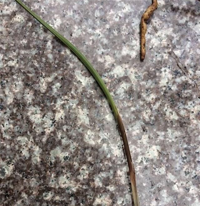  呼呼：兰花叶尖干枯烂根怎么办?做好这几步就死不了,新芽还呼呼冒