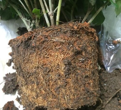  #栀子花#买回来的大叶栀子花把根部黄泥土洗掉换盆，第二天叶子下垂要紧吗