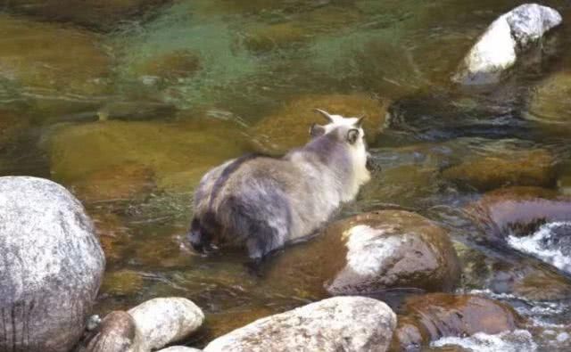 简直萌翻了!唐家河扭角羚一家列队过河