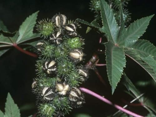  #根茎#以前一斤十几块的“蓖麻”，农村很多人种，为何如今却很