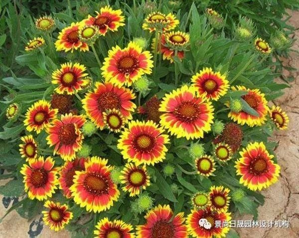 『适合』适合庭院种植的27种常用宿根花卉
